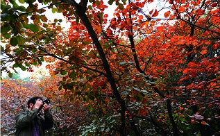 Best Places to See Autumn Leaves in Beijing