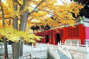Best Places to See Autumn Leaves in Beijing